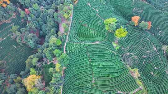 唯美杭州西湖龙井茶文化景区航拍茶园地茶叶视频素材模板下载