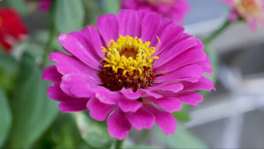 粉色的花朵 (2)
