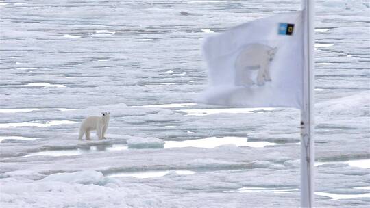 海冰上的北极熊视频素材模板下载