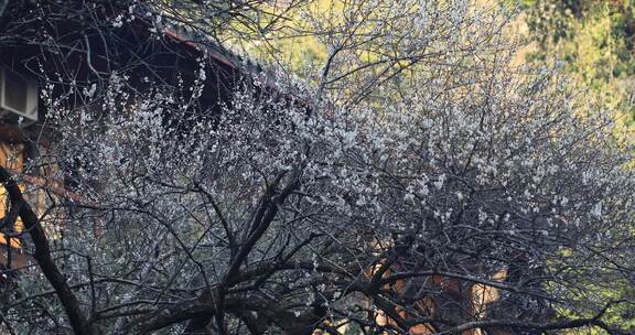 浙江天台国清寺隋梅绽放古建筑局部特写