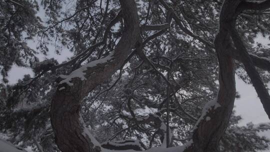 雪后的松树LOG视频素材模板下载