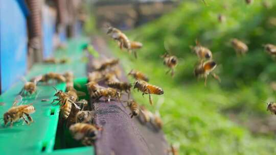 一群蜜蜂在蜂巢前飞舞慢镜头