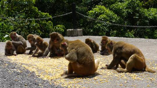 深山猴子猴子吃玉米猴群