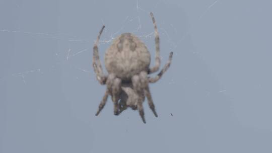 蜘蛛大腹园蛛LOG视频素材