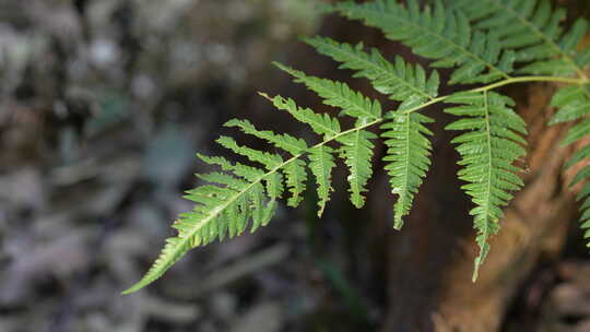 绿植蕨类植物