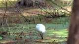 4K沼泽地觅食的白鹭动物实拍视频高清在线视频素材下载