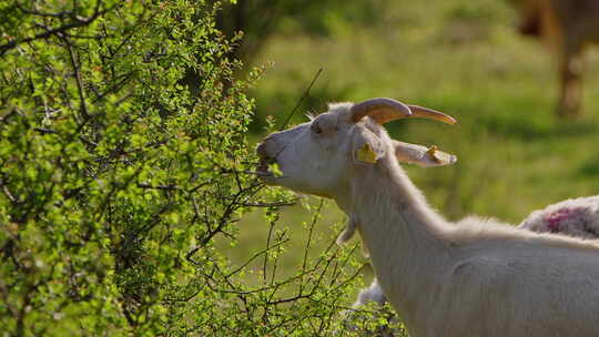 羊在绿色草地上吃草