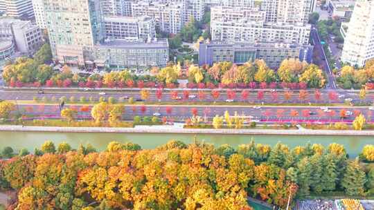 秋天城市道路秋色风景