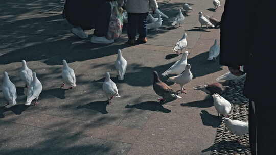 西湖湖滨游客投喂着鸽子