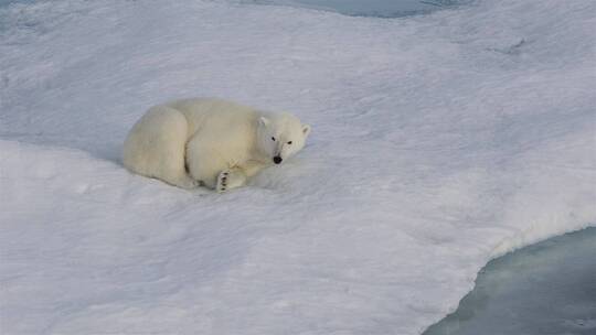 冰川上的北极熊幼崽