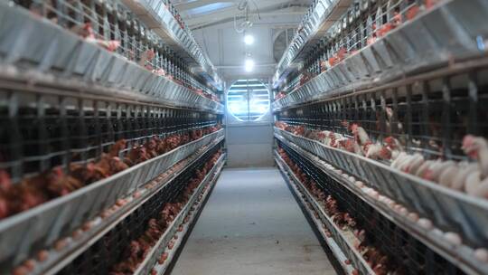 家禽养殖场的蛋鸡现代养鸡场养鸡场视频素材模板下载