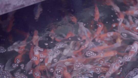 观赏鱼宠物鱼养殖LOG视频素材模板下载