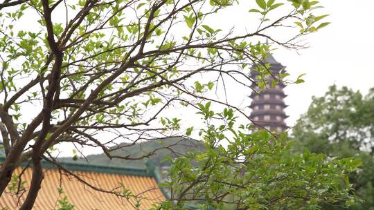 浙江普陀山宝陀禅寺建筑4K实拍视频