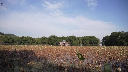 杭州西湖景区曲院风荷风景