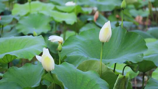 白色荷花 荷塘 风中荷叶 白莲花