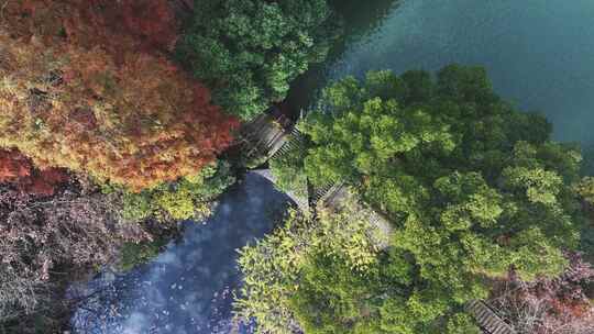 航拍秋天的山林公园树木视频素材模板下载