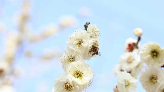 唯美春天开花桃花白色梅花白梅蜜蜂