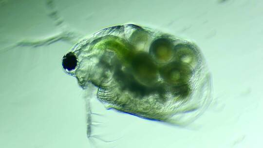 显微镜下的微型动物，枝角类（水蚤）1