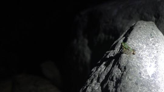 小生物 水中生物 溪鱼 小蝌蚪 小动物