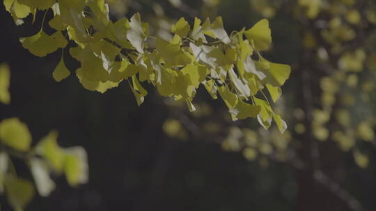 秋天银杏树金黄树叶 微风中摆动的树枝
