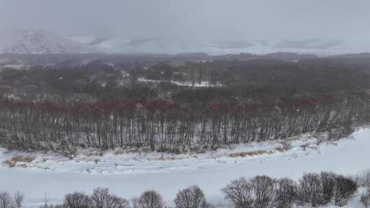 大兴安岭春天湿地红柳雪景