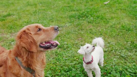 可爱的金毛犬在草地上玩耍