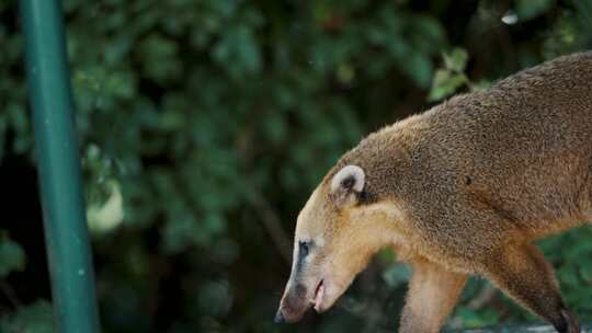 Coati， Nasua，散步，浣熊