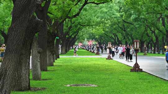 夏季阳光绿色树林下步道游客人流模糊背景