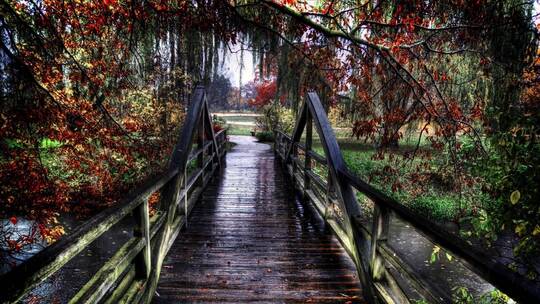 秋天户外公园雨中的树木落叶小桥