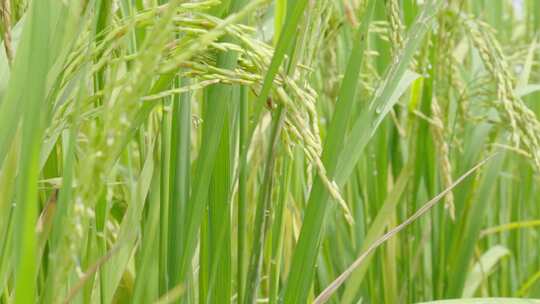 绿色清新大片水稻田
