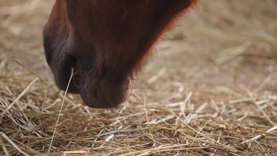 马吃干草的特写镜头