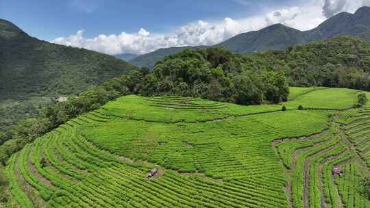 西藏林芝墨脱县果果塘茶叶种植航拍自然风光