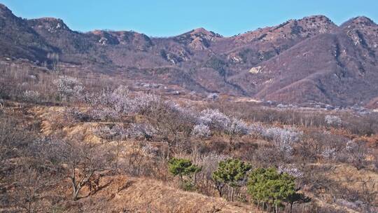 青岛樱花九上沟樱花