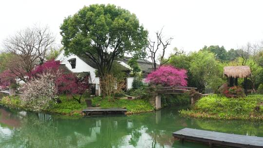 初春江南湿地庭院梅花盛开季节杭州西溪湿地