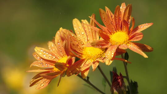 细雨菊花