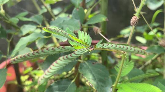 含羞草植物叶子