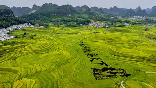 河池南丹巴平梯田秋天稻谷成熟美景