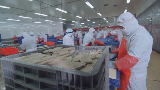 海参加工生产线工人在流水线上处理海鲜制品