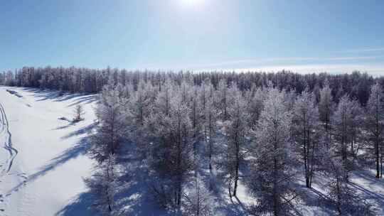 雪后树林的冬日阳光美景