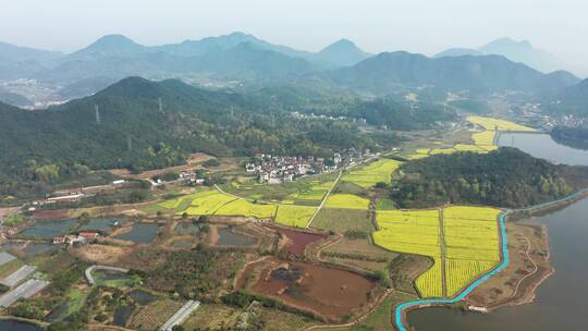 4K 诸暨布谷湖风景区油菜花海风光航拍