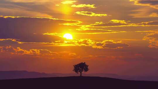 孤独的树太阳下山日落延时