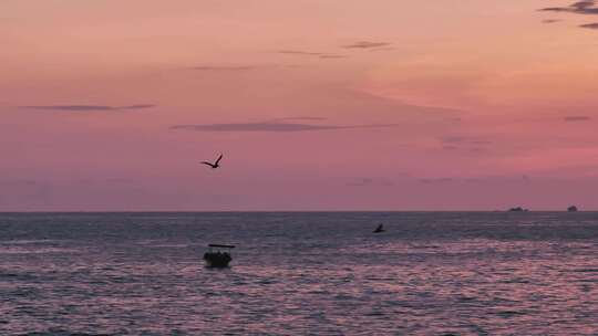 高清海绵黄昏飞翔的海鸥高清视频