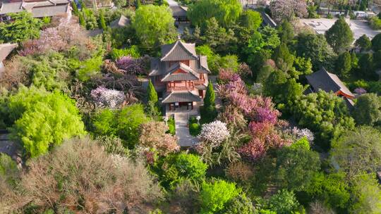 西安青龙寺樱花