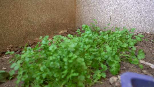 香菜 芫荽 草本植物 中药 蔬菜