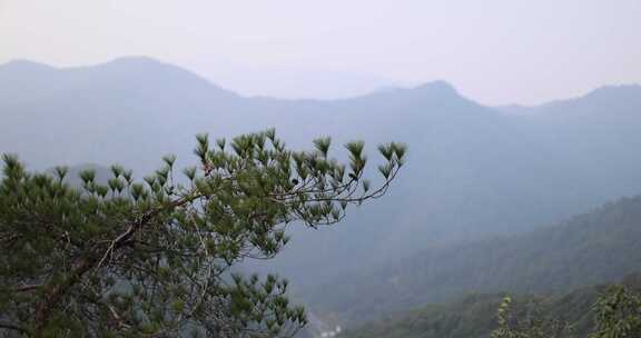 松树为前景的远山