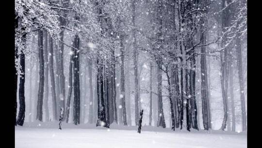 森林雪景