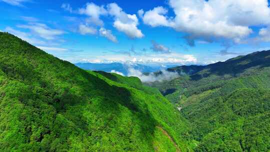 云海 茶山 山川 云南原始森林 云南景东