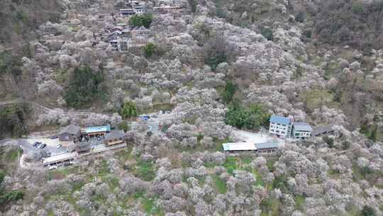 四川绵阳市平通镇梅林