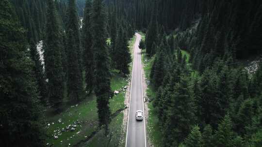 行驶在森林公路上的汽车