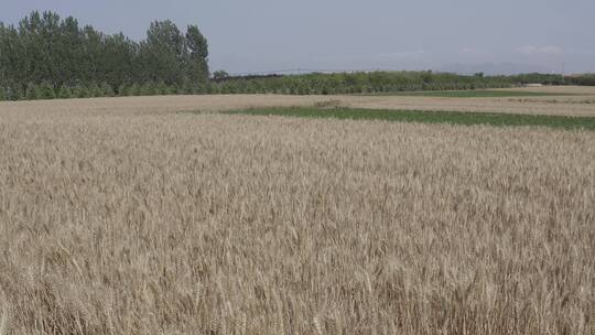 麦田风车-农业小麦-新能源发电